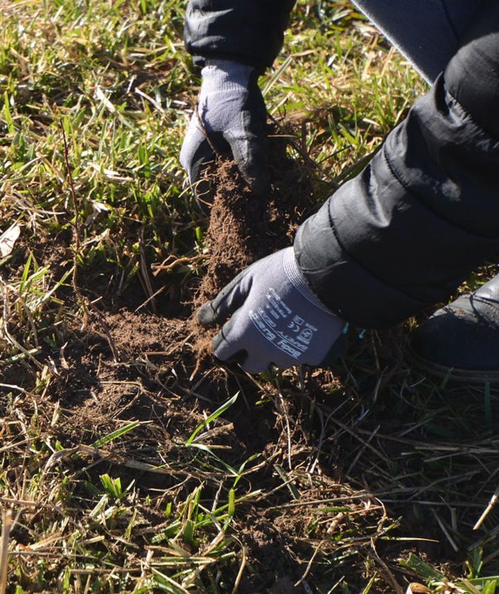Gloved hands working soil, planting something new.